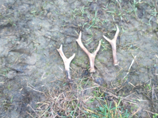 Keď sa darí...tak sa daríí ...