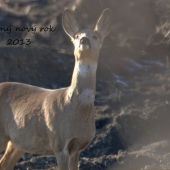 štastny novy rok :)