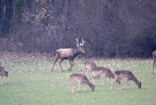 buduci král