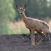 ked musi tak musi :D