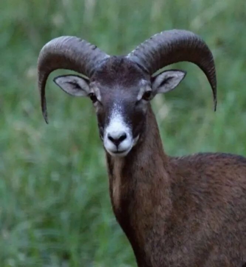 Muflon