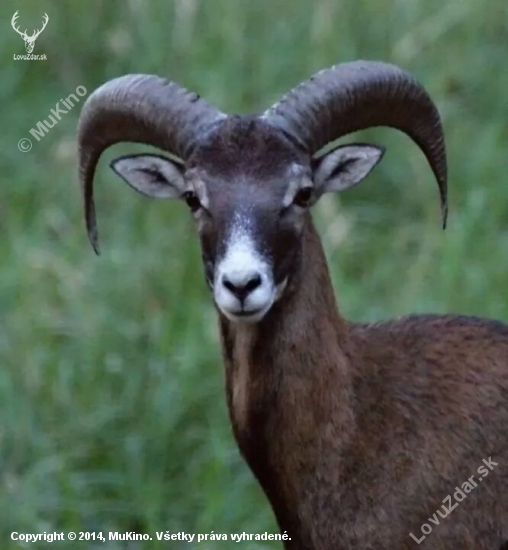 Muflon