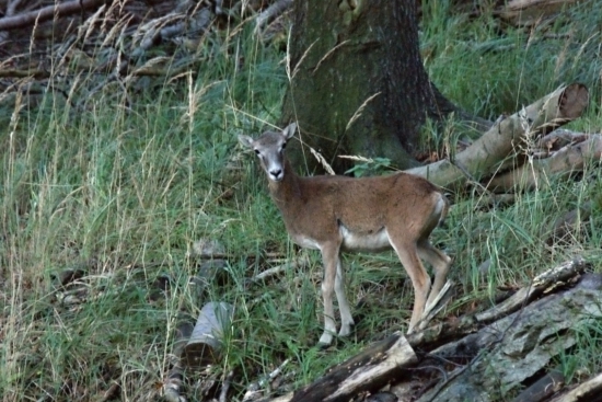 ovca
