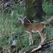ovca
