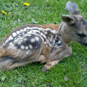 prekvapenie leta 2013