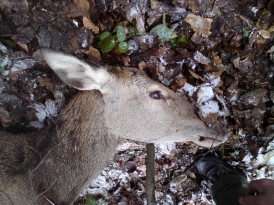 nalez-nedohladana!!!