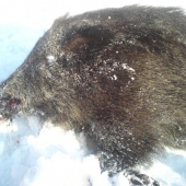 spoločna ,duričske skušky psou