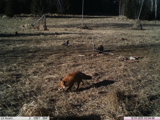 výstavný lišiačik