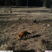 výstavný lišiačik