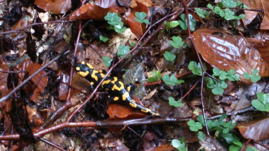 Salamandra