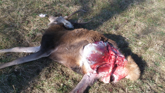 Včera ráno, ešte bol teplý.