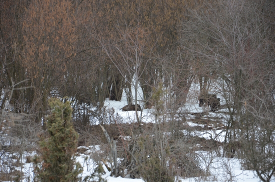 prave obedovali