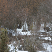 prave obedovali