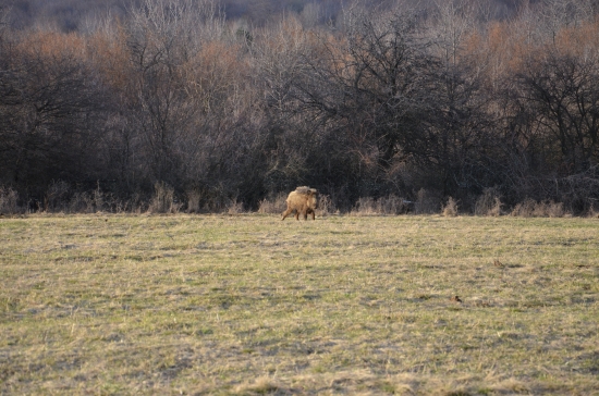 dobrý pankač