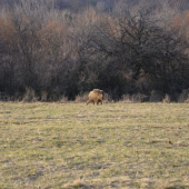 dobrý pankač