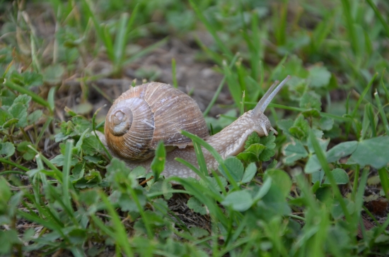 slimák vytrč rožky