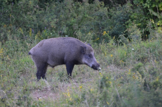 kanček
