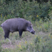 kanček