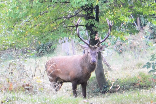 ruja 2012