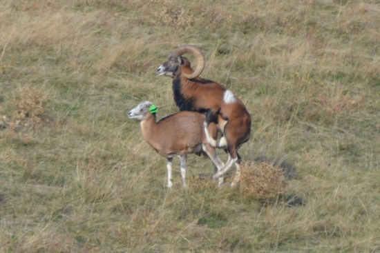 skúsim tu označenú