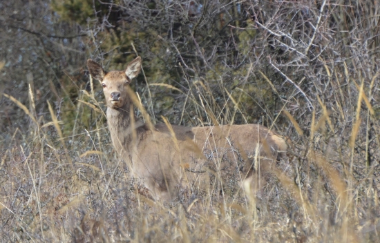 dnešná prechádzka