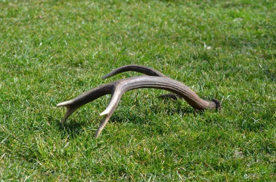 svokrov štrnásťtorák