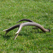 svokrov štrnásťtorák
