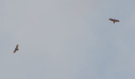 svadobný let myšiak lesní