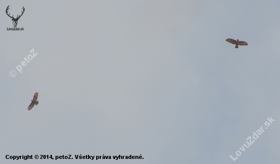 svadobný let myšiak lesní