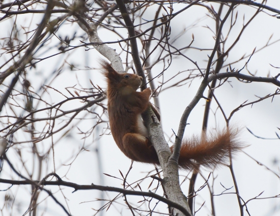 pri ranej prechádzke