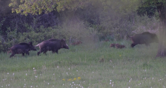 trojica diviačích mám