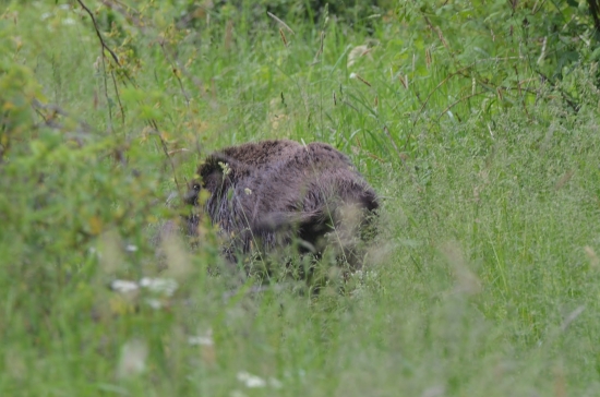 keď je tráva už veľká