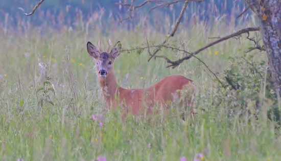 keď  tráva zavadzia