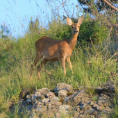 fešanda
