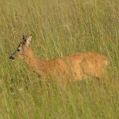 raná vychádzka