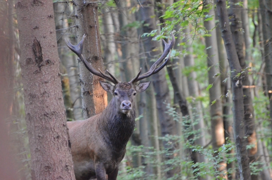 vykukol  spoza smreka