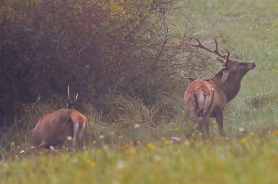 nejako ma svrbí chrbát