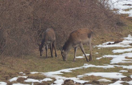 jeleničky