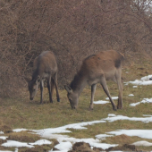 jeleničky