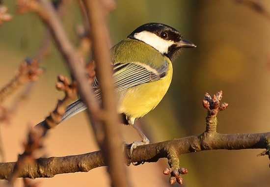 sýkorka