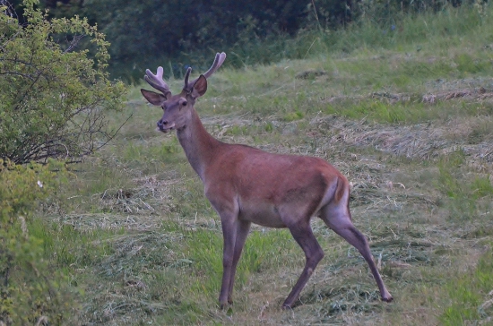 pomaly rastú