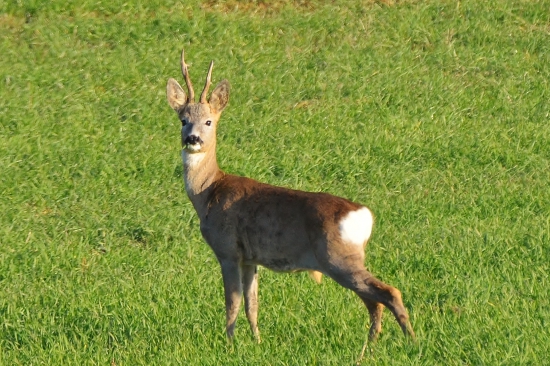 srnček