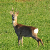 srnček
