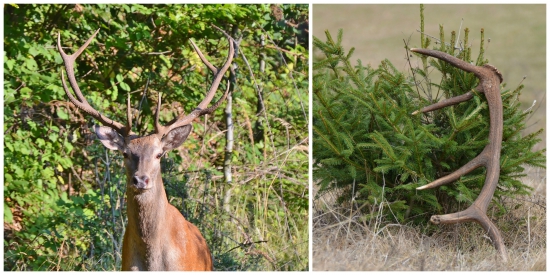 škoda že sa nenašiel druhý