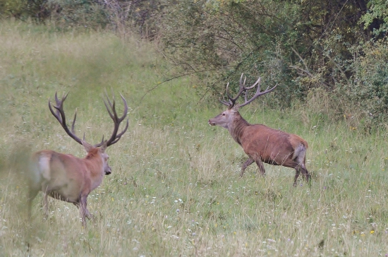 odháňanie z rujoviska