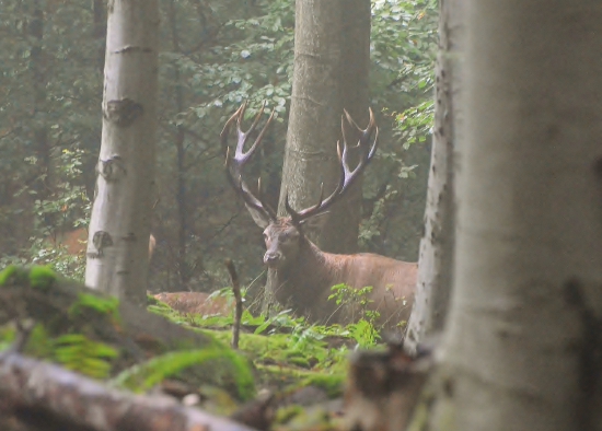 keď v lese panuje hmla