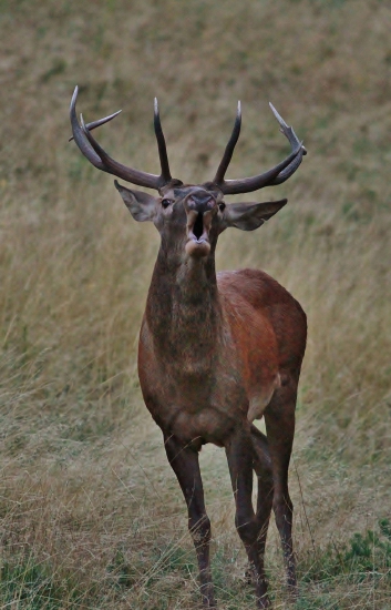 aj mladík si zrúkol