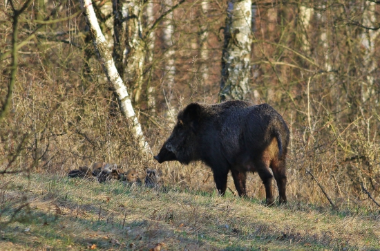 deti pozor