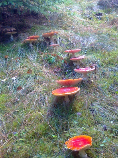 aké narastu tento rok....také ako vlani..?