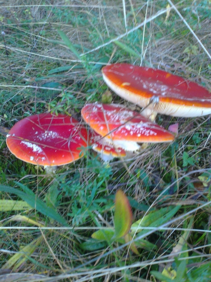 nejedlé ale krásne